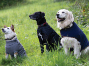 Pawfectly Styled: Must-Have Dog Coats and Sweaters