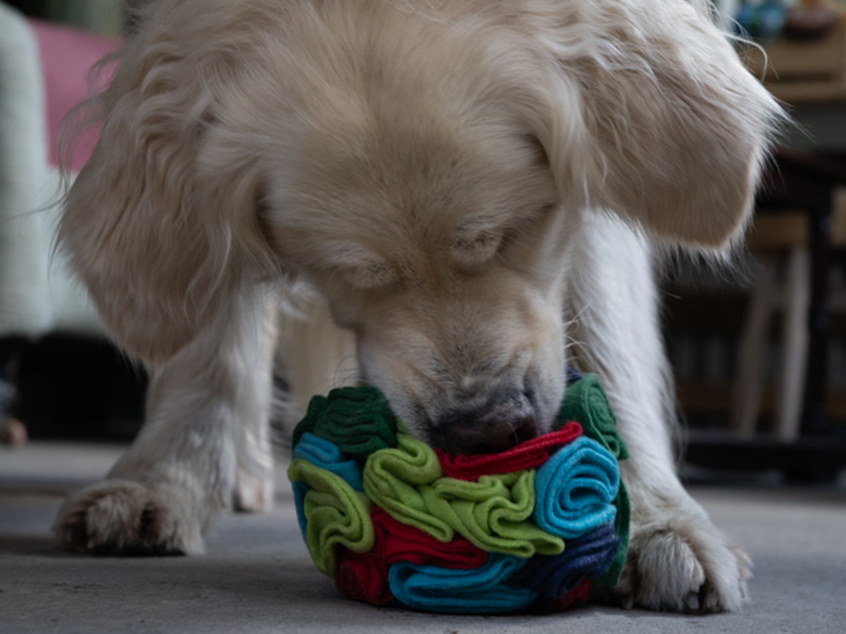 Fur-ward Thinking: Exploring the Latest Pet Trends Fur-ward Thinking: Exploring the Latest Pet Trends