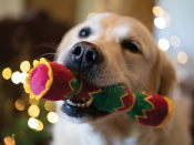 Your Pet’s Christmas Wishlist
