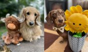 Behind the Paw – Stanley & Mabel the Petface Ambassadors
