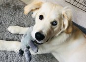 Behind the Paw – Bowie the Petface Ambassador