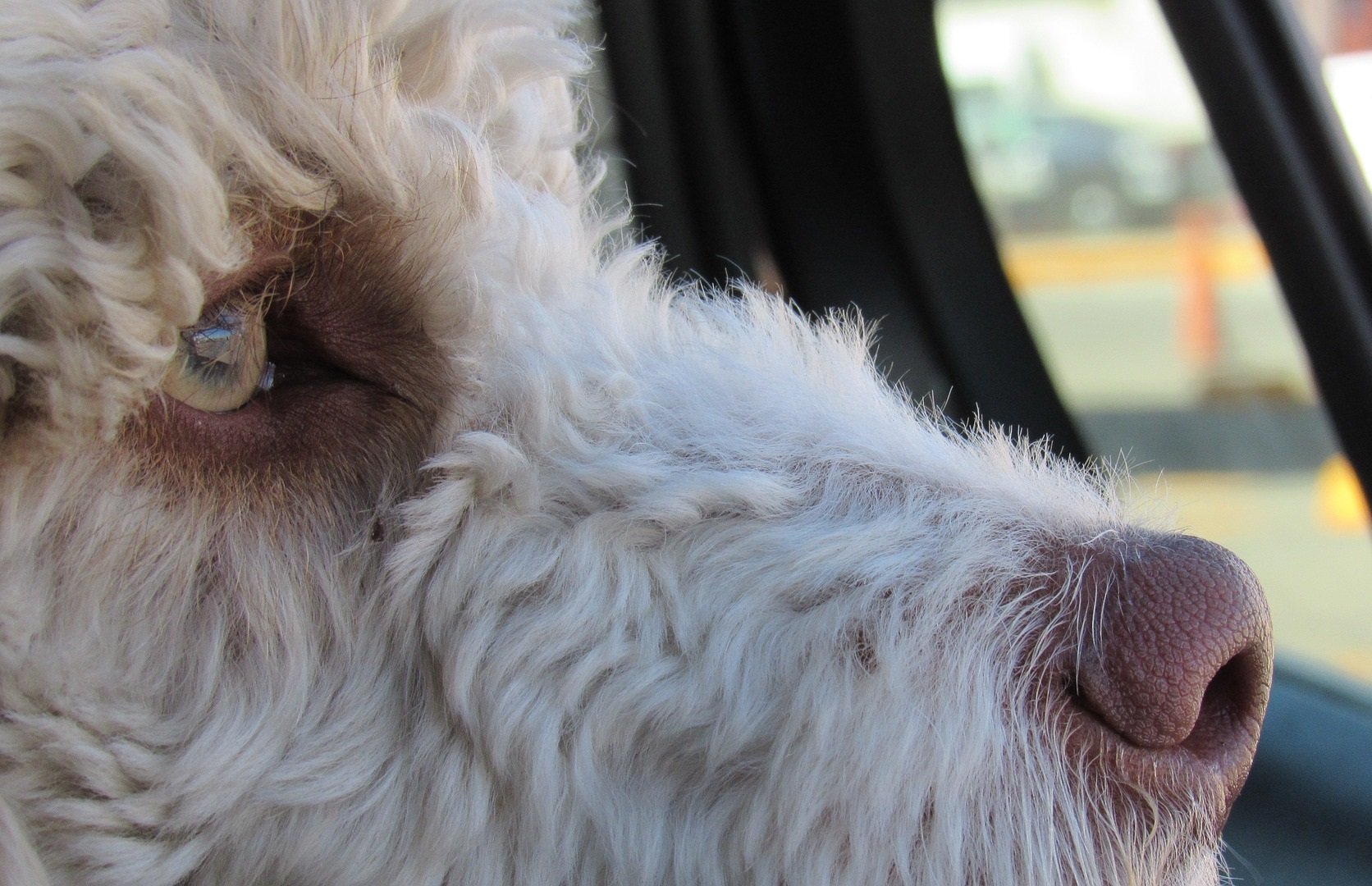 Travel safety tips for restraining dogs Travel safety tips for restraining dogs